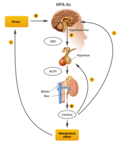 Stress overspannen burnout neurofeedback bij stress, overspannen of burnout
