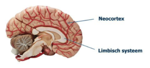 brein neocorteex limbisch systeem