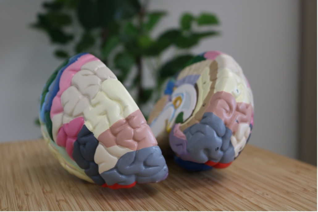 Neurofeedback en hersengolven